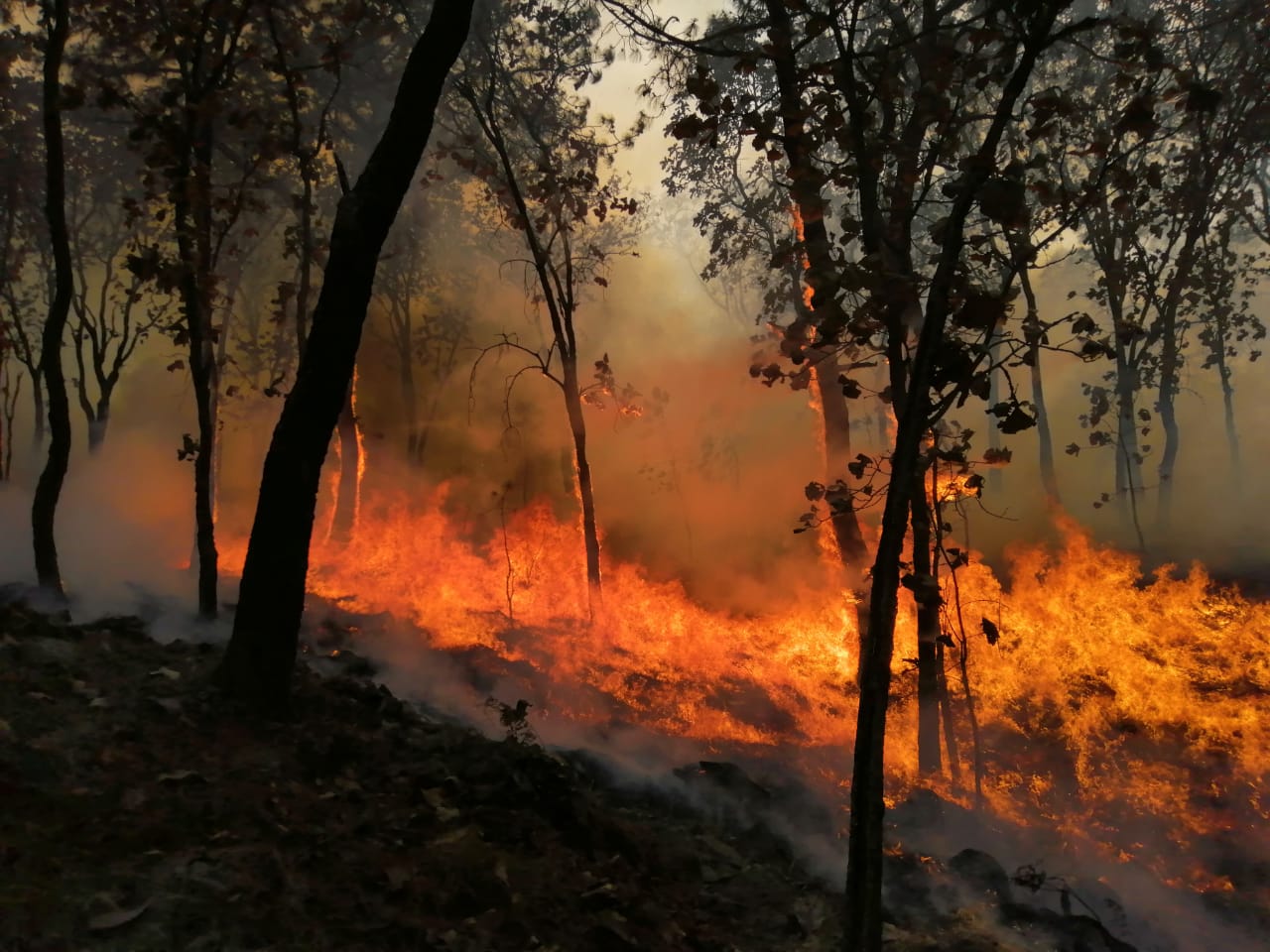 Brigadas Controlan Fuego En El Bosque La Primavera