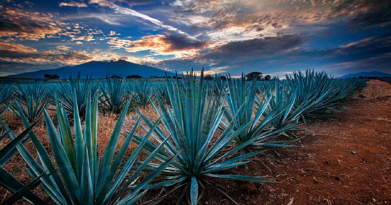 Por Segundo A O Consecutivo La Ruta Del Tequila Es Lo Mejor De M Xico