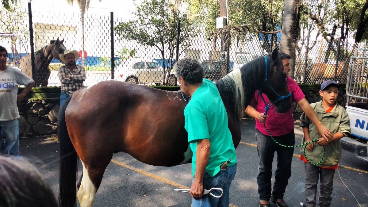 Revisión de caballos de calandrias 030816 03