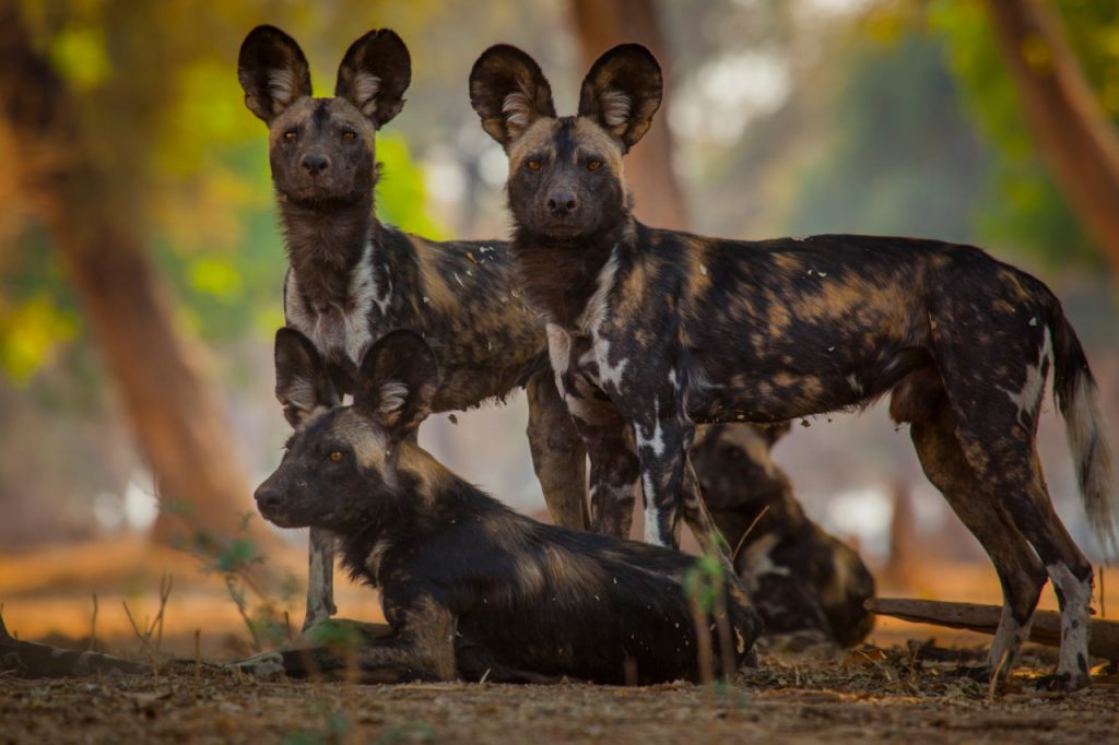 Narrará Diego Boneta documental Dinastías, de Animal Planet