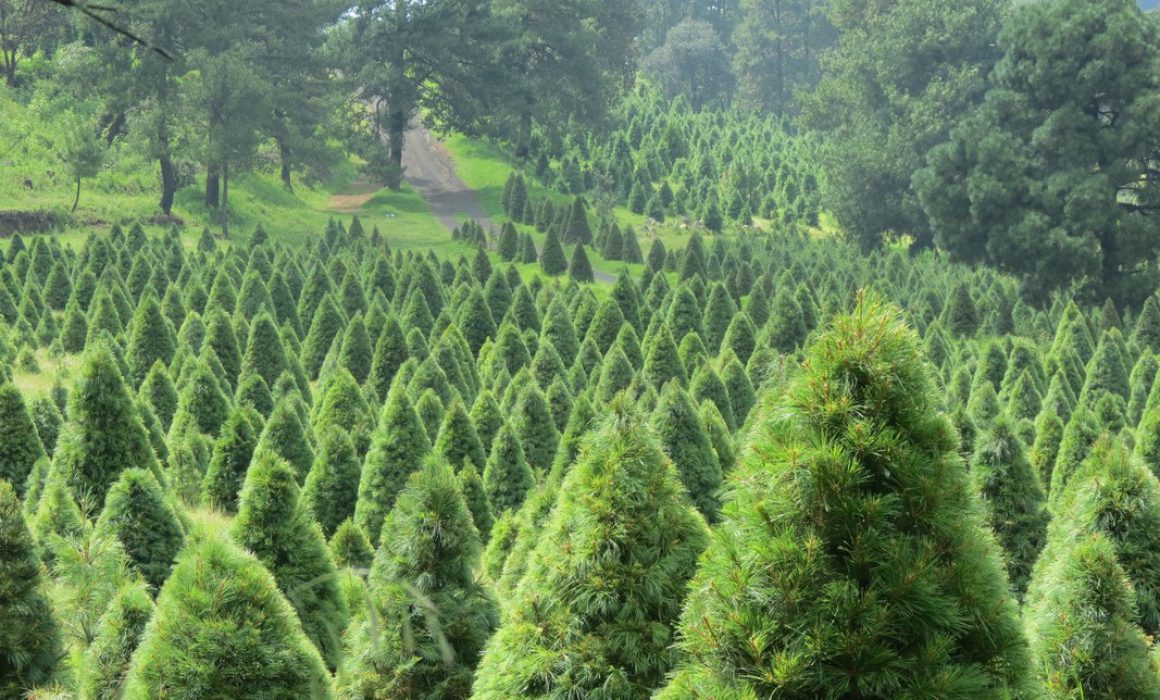 Recomienda Medio Ambiente Zapopan el uso de pinos de navidad naturales