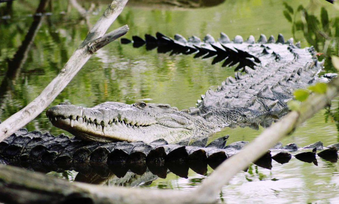 Agoniza hábitat del cocodrilo en Bahía de Banderas