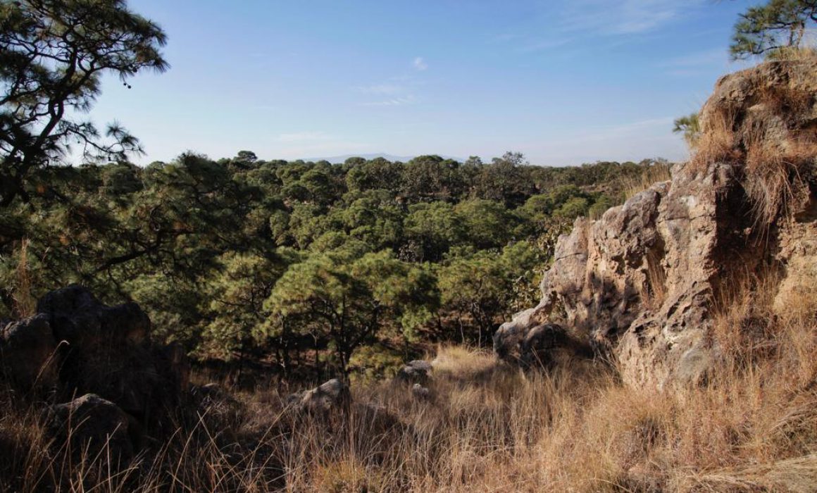 Realizan Recorridos Geológicos En Bosque La Primavera Para Conocer Su ...