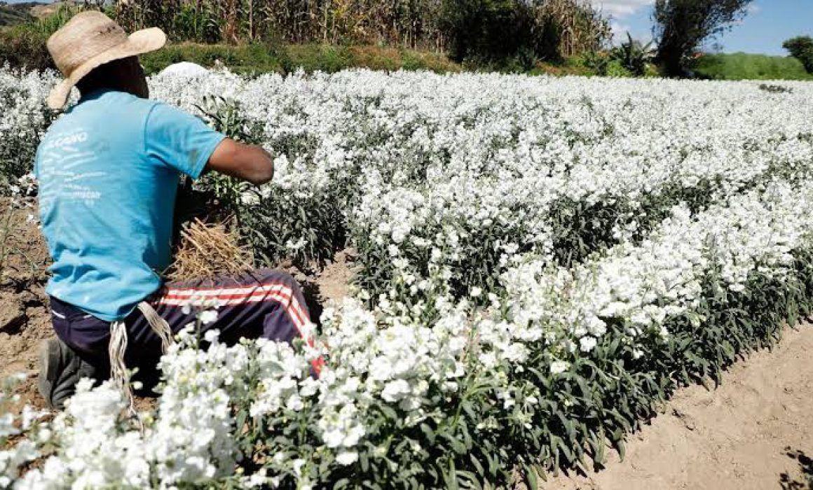 Con mayor producción, floricultores alistan venta para Día de Muertos