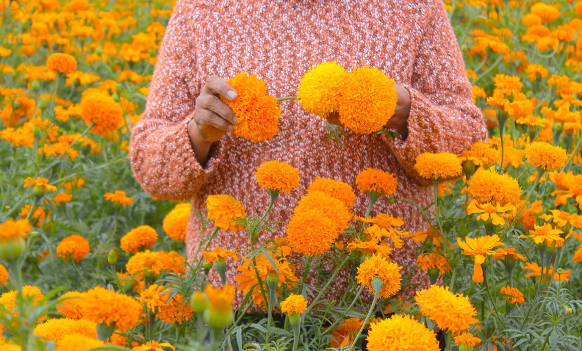 Cempasúchil y flores de temporada, garantizadas para Día de Muertos