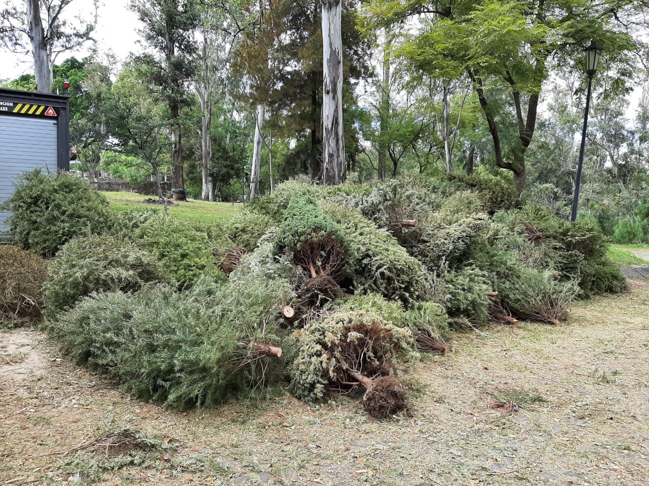 Invita Guadalajara a desechar árboles navideños en centros de recolección