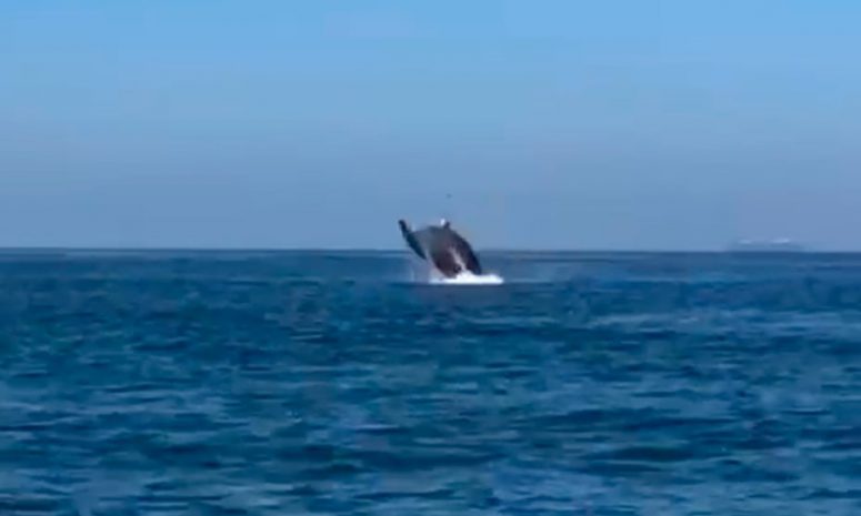 Sorprende avistamiento de un grupo de ballenas en costas de Guerrero