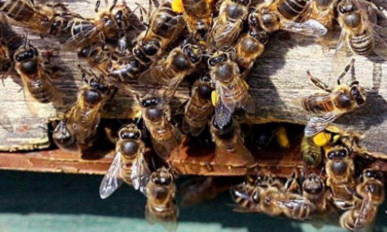 Ataque de abejas deja 40 lesionados Viacrusis de Poncitlán 