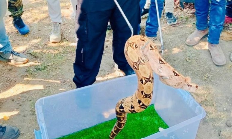 Capacitan en manejo de serpientes para proteger la fauna local