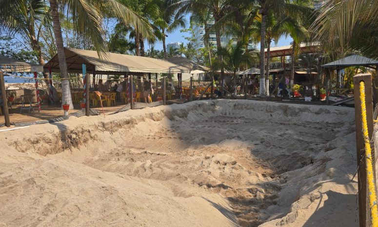 Vallarta se prepara para la temporada de anidación de tortugas marinas