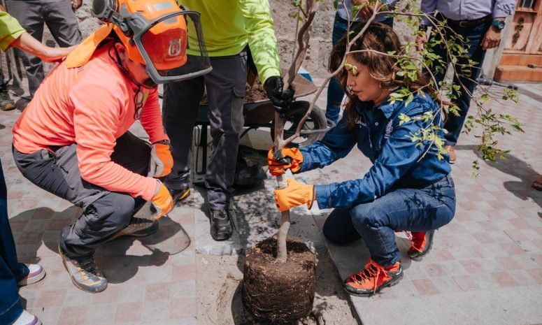 Anuncia Guadalajara plan de arbolado urbano; sería la ciudad más verde