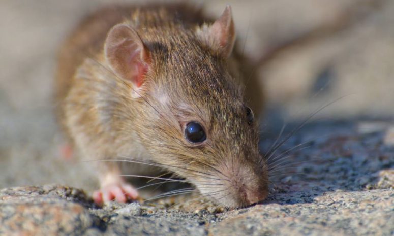Alertan sobre expansión del hantavirus en EU tras caso de Gene Hackman