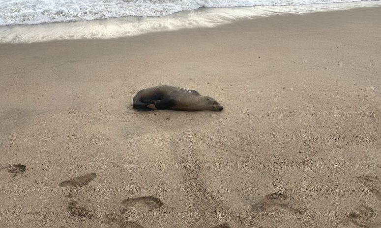 Muere lobo marino que deambulaba por playas de Puerto Vallarta