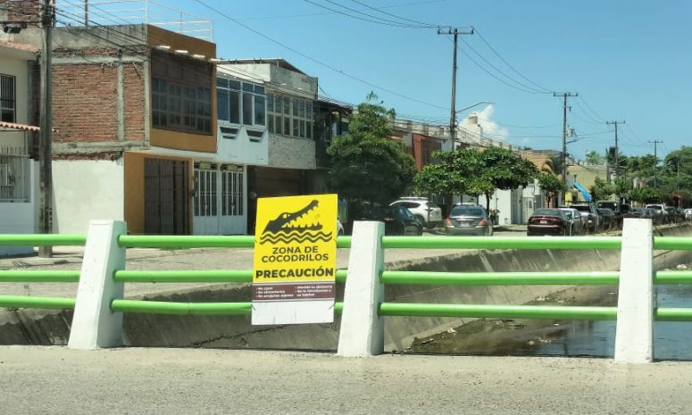 Crecimiento urbano reduce hábitat de cocodrilos: biólogo 