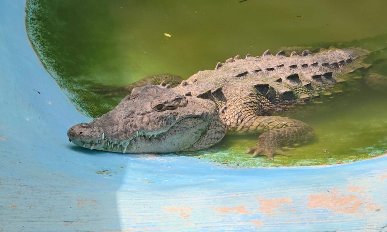 Van 11 cocodrilos muertos en Vallarta; preparan plan de manejo de fauna