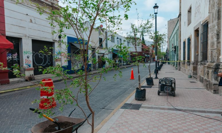 Avanza Guadalajara Verde; siembran más de 12 mil árboles hasta ahora