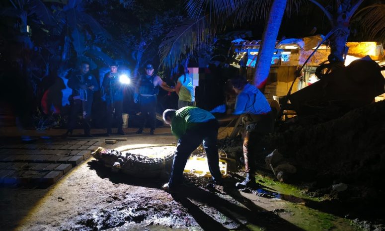 Se registra segundo asesinato de cocodrilo en Vallarta en el mes