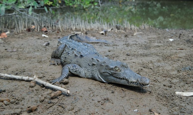 Entran y matan a un cocodrilo en el estero El Salado