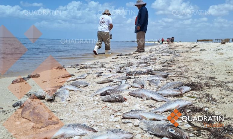 Autoridades coordinan acciones por marea roja en Yucatán
