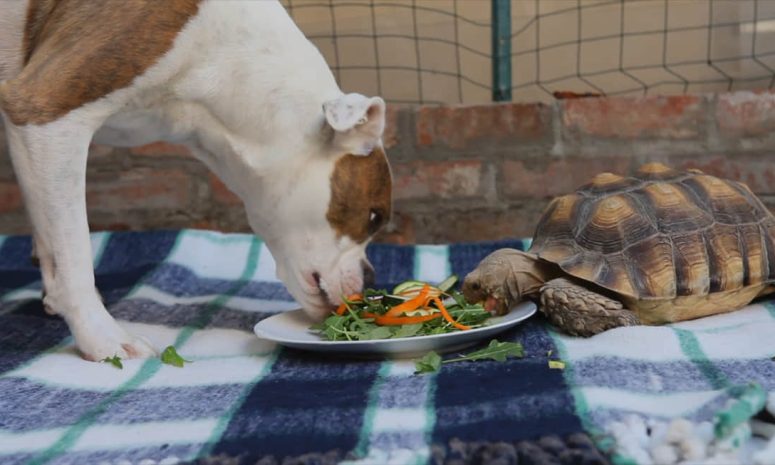 ¿Petfluencer? Cuando la mascota de la casa paga las cuentas