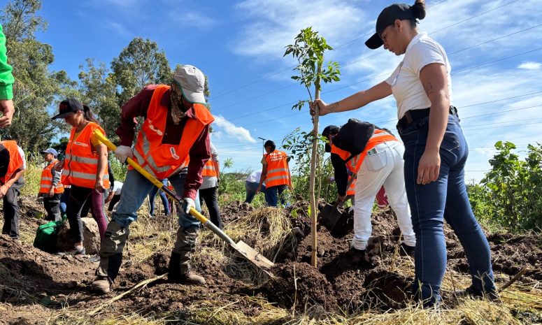 Impulsan cultura de paz con reforestación en Tlajomulco; plantan 150 árboles