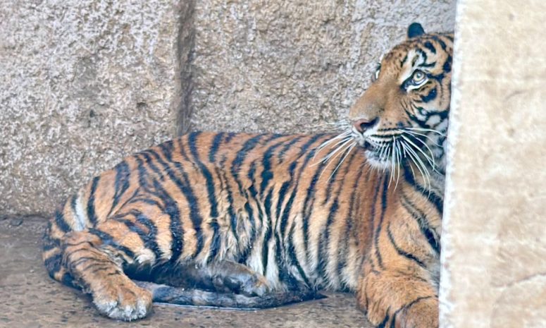Capturan a tigre tras operativo en La Barca; fue trasladado a Tlajomulco