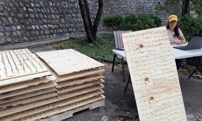 Denuncian ante PROFEPA tablas con clavos para impedir paso de osos en Mty