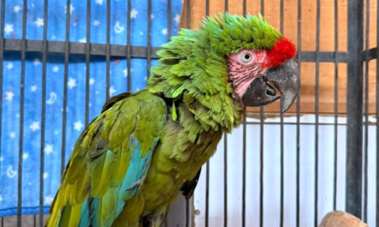 Rehabilita Tlajomulco a guacamaya verde rescatada en Guadalajara