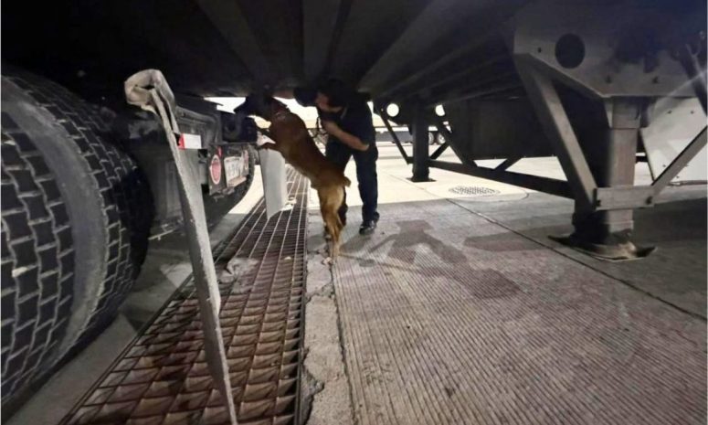 Chocolate olfatea 249 kilos de droga en doble fondo de tráiler 