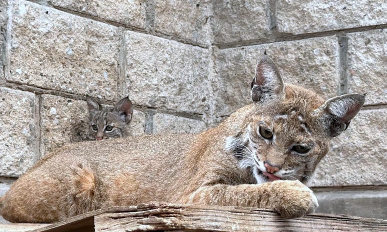 Nace en Tlajomulco la primera cría de lince rojo en centro municipal