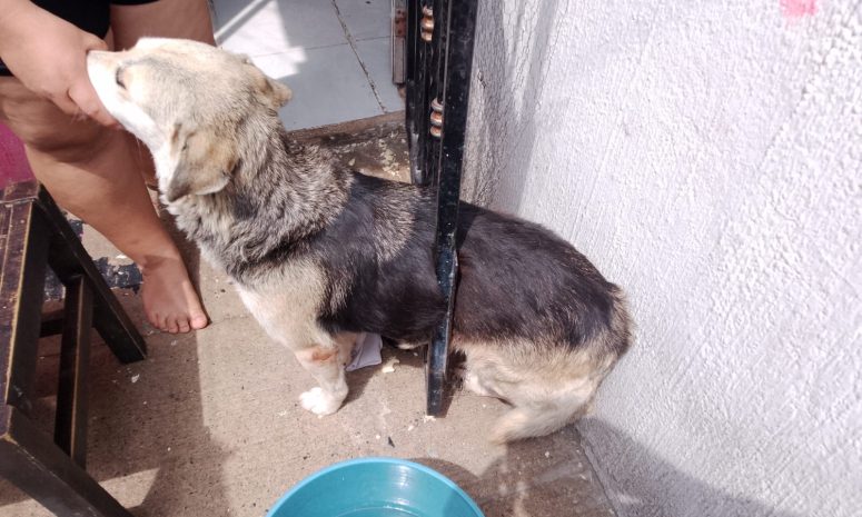 Rescatan bomberos de Tlajomulco a perrita atrapada en barrotes  
