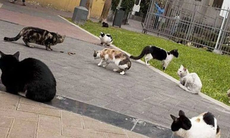 Investigan presunto envenenamiento masivo de 16 gatos en el Parque Alcalde