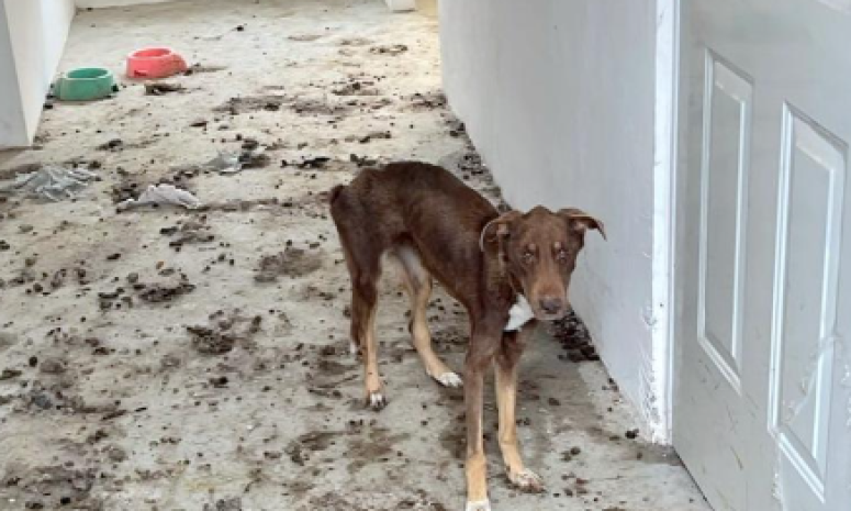 Rescata la Policía de Tlajomulco a 4 perritos abandonados