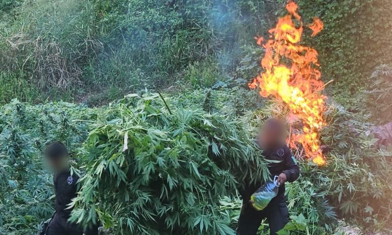 Destruye Policía de Jalisco 52 mil plantas de mariguana en Tequila