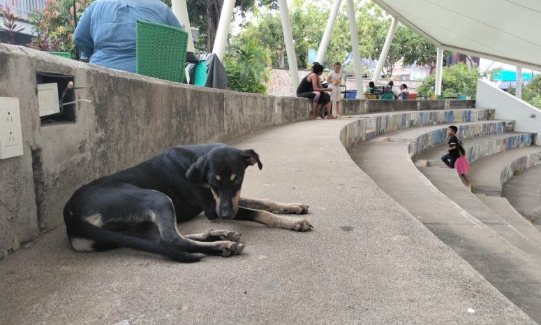 Familias acuden a refugios junto a sus mascotas por Huracán Simón