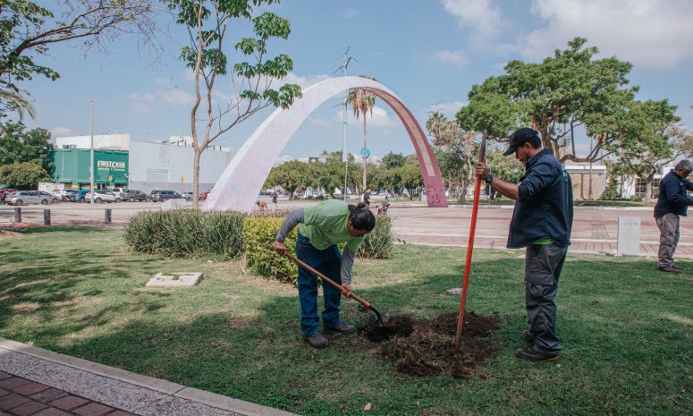 Invita Guadalajara a la ciudadanía a convertirse en arborista