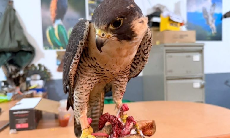 Rescatan a 2 hembras de halcón peregrino en GDL; Tlajomulco las resguarda